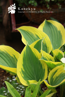 20120420d.jpg