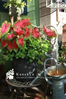 20120628e.jpg