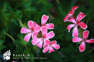 20120629c.jpg