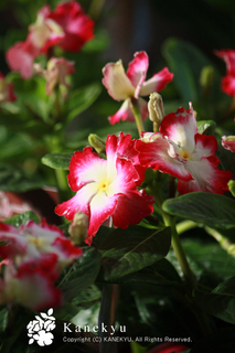 20120629h.jpg