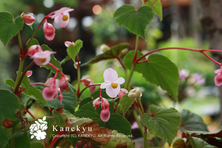 20120630a.jpg