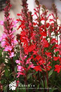 20120702e.jpg