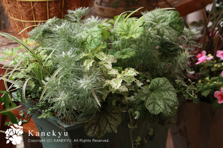 20120703b.jpg