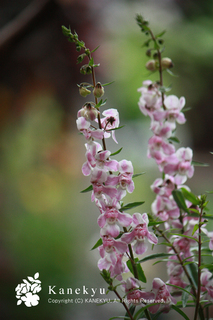 20120706a.jpg