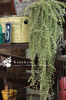 20120706d.jpg