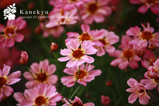 20120708d.jpg