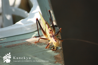 20120709c.jpg