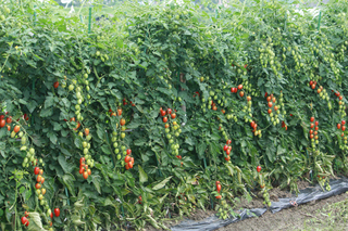 20120712d.jpg
