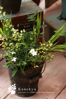 20120714c.jpg