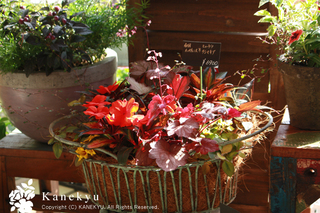 20120716b.jpg