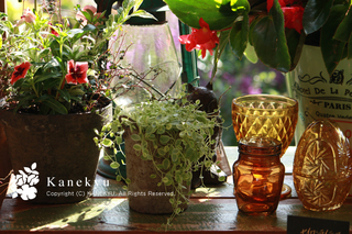 20120716d.jpg