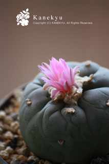 20120718a.jpg