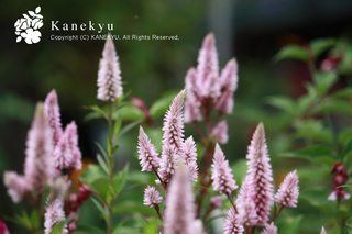 20120723a.jpg