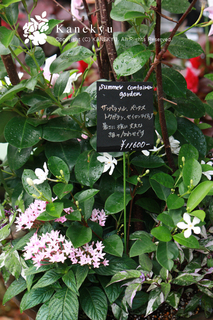 20120723g.jpg