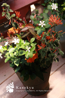 20120731f.jpg