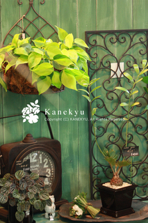 20120731i.jpg