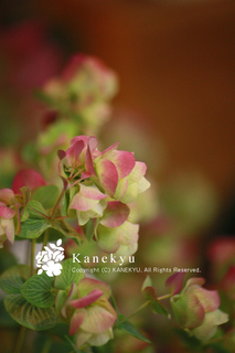 20120905j.jpg