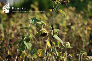 20120910h.jpg