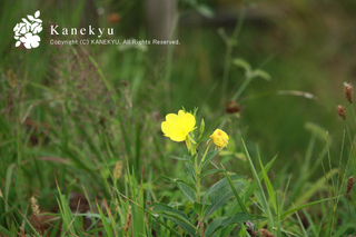 20120919a.jpg