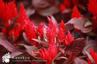 20120920k.jpg