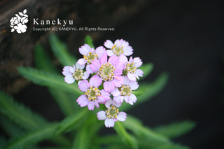 20120920o.jpg