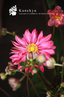 20120920u.jpg