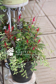 20120927b.jpg