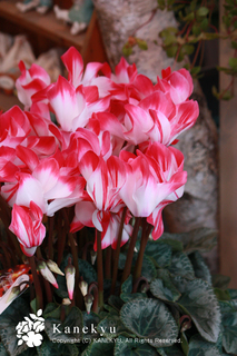 20121207j.jpg