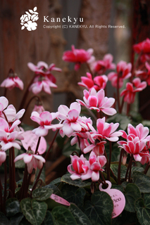 20121211k.jpg