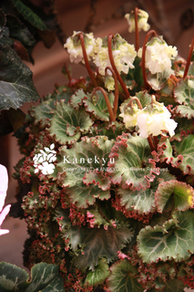 20121217d.jpg