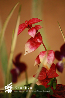 20121218d.jpg