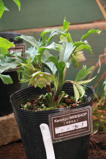 20130115f.jpg