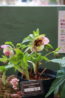 20130115o.jpg