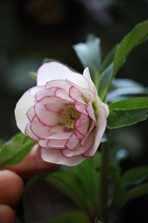 20130115r.jpg