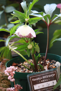 20130115s.jpg