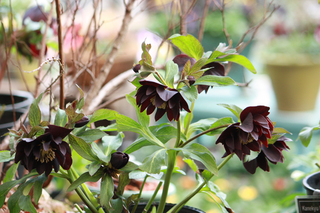 20130117a.jpg