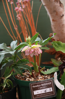 20130117cc.jpg