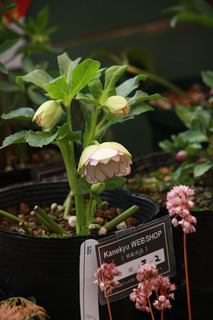 20130117ii.jpg