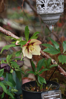 20130118aa.jpg