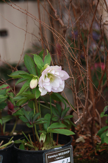 20130118ii.jpg