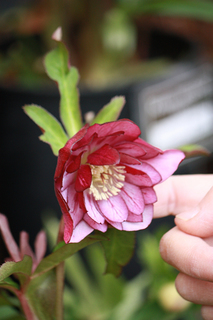 20130118k.jpg