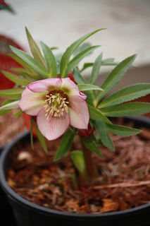 20130121b.jpg