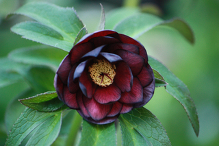 20130122p.jpg