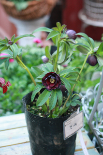 20130122pp.jpg