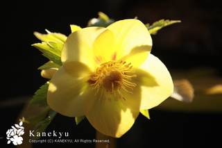 20130124a.jpg