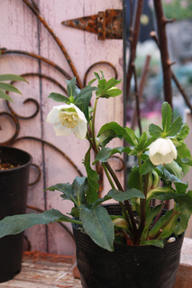 20130124ll.jpg