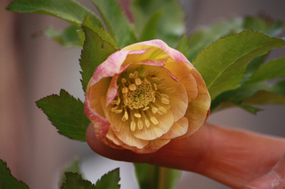 20130124n.jpg