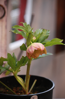20130124nn.jpg