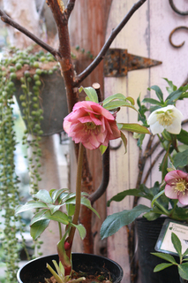 20130125ccccccccccccccc.jpg