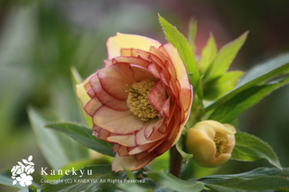 20130126aaaa.jpg